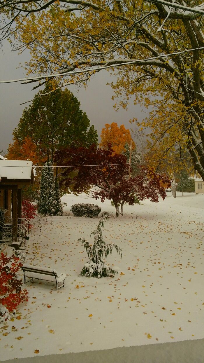 Oma's Yard From My Front Porch