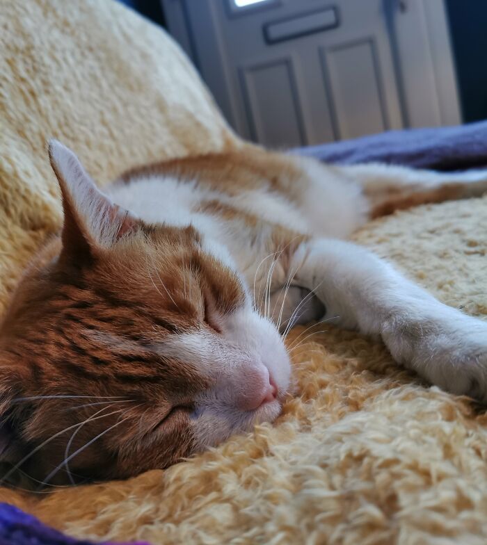 My Late, Lovely Boy, Wilfred. He Was An Amazing Cat