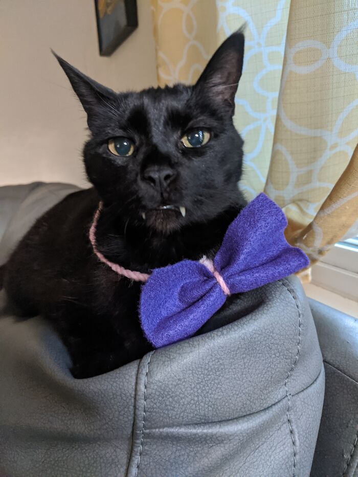 A Cat I Used To Have, Shadow The Bat Cat. I Wanted To Show How Glorious And Majestic He Was. Rest In Peace 🕊️🙏