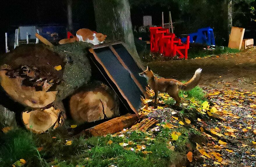 We Filmed A Wild Fox Visiting His Cat Friend