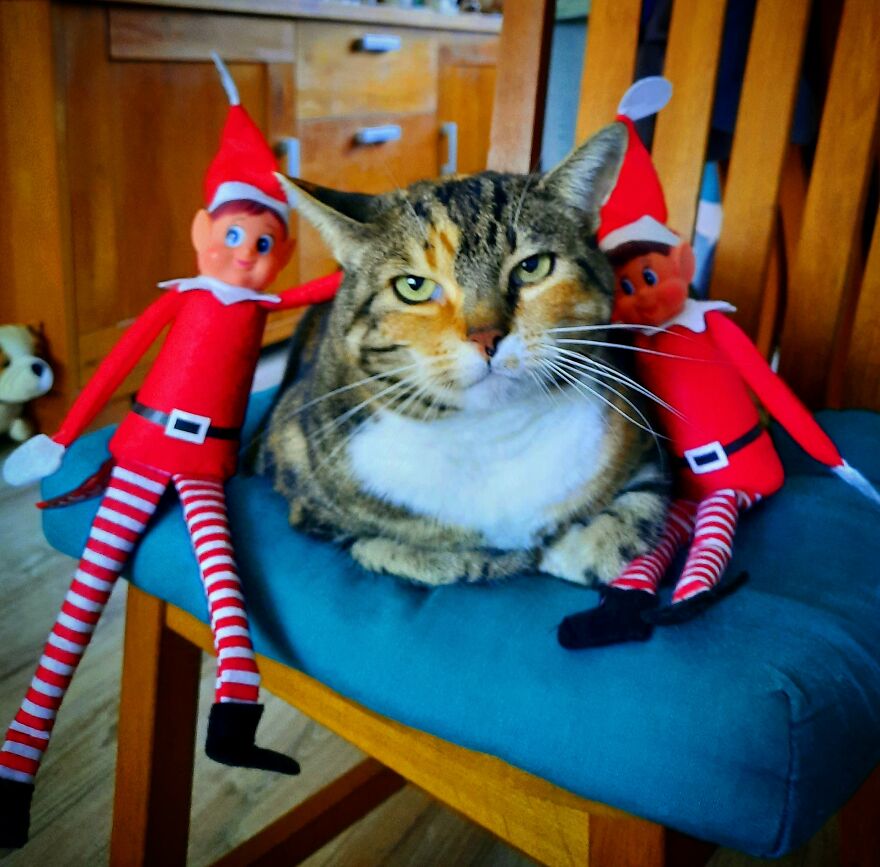 'it's The Season To Be A Mocked Cat..' #plushgonewild