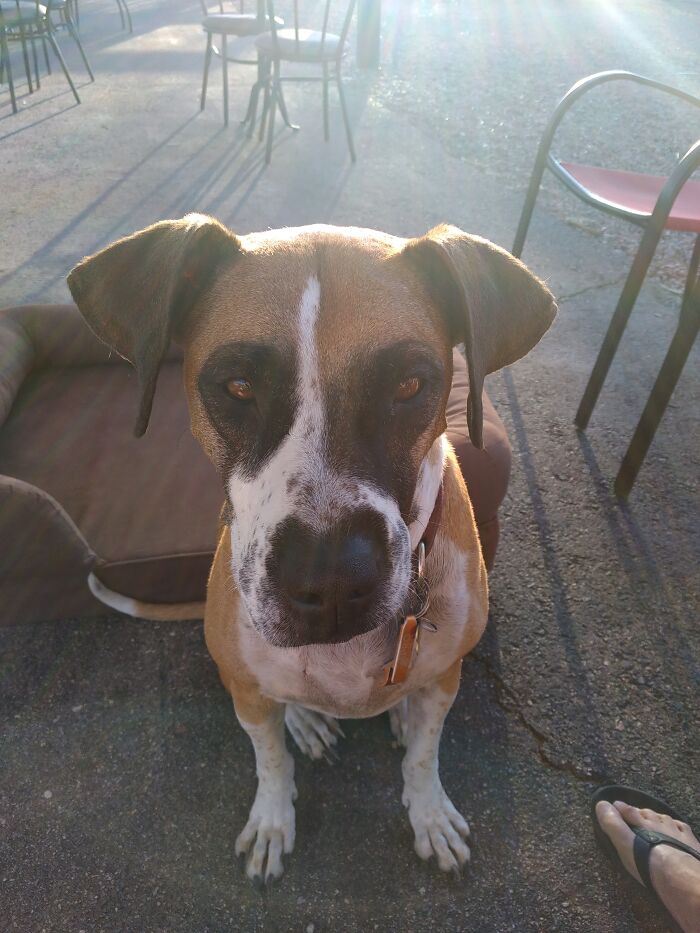 I've Had Six Dogs, All Rescues, In My Life. But Lucy Had The Greatest Story Out Of All Of Them (See Comments For Full Story)