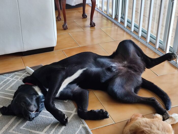 No Sleeping Boy Bo. Ded