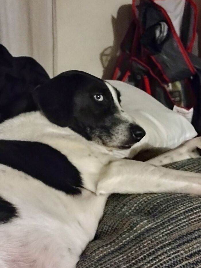 Hope, She Loved To Cuddle. She Thought She Was Small Enough To Be A Lap Dog