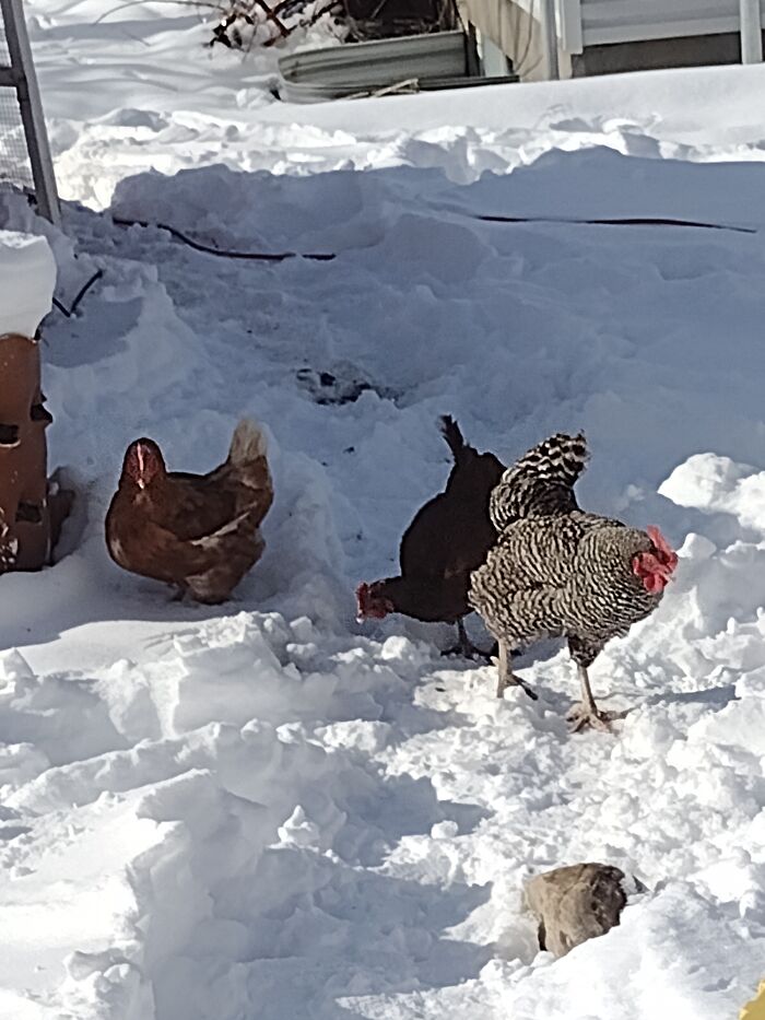 They Ruined The Snow. Kept Thinking It Would Hold Them Up Then Sink In And Then Screech For Me To Get Them Out And Repeat