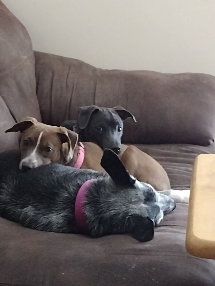 Puppies And The Granny