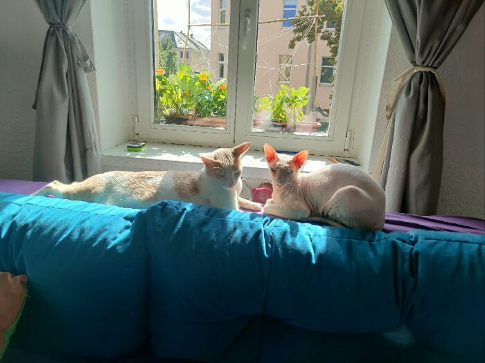 The Last Roll Of Tp And A Plant Got Destroyed To Keep The Place Free For A Sunbath