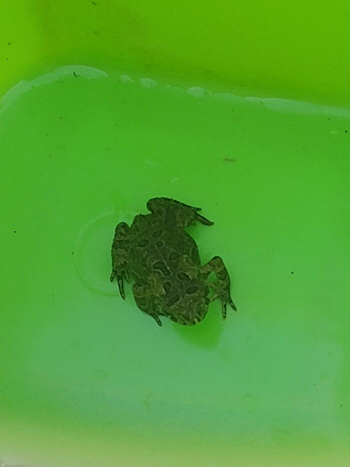 Found Him In My Yard