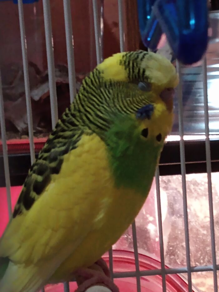 Atlas 💚 Dozing Off