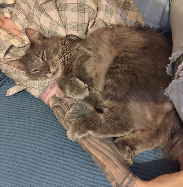 Trying His Hardest To Stay Awake For The Cuddles 🥺