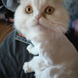 blazefitzwater221 avatar