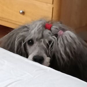 maipajarimainevka avatar