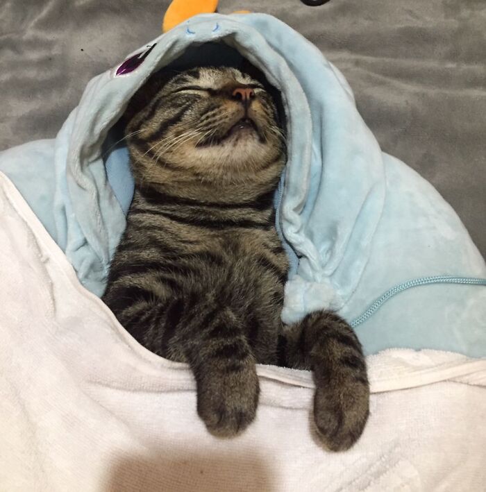 My Catboii Haruto, We Are Not Even Japanese