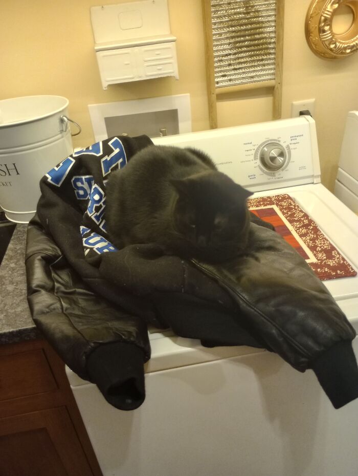 Ted Loves Winter Guests. My Boss Was Mean For Insisting I Go To Work And Disturb The Cat