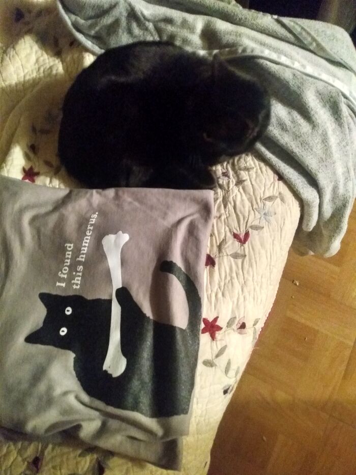 I Work In A Hospital Pathology Lab And Have A Black Cat. Perfect!