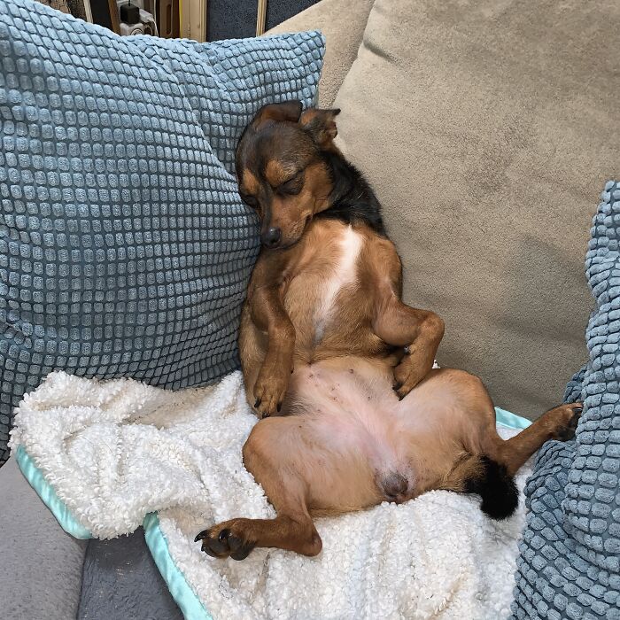 Olive Was Really Hot And Fell Asleep Like This