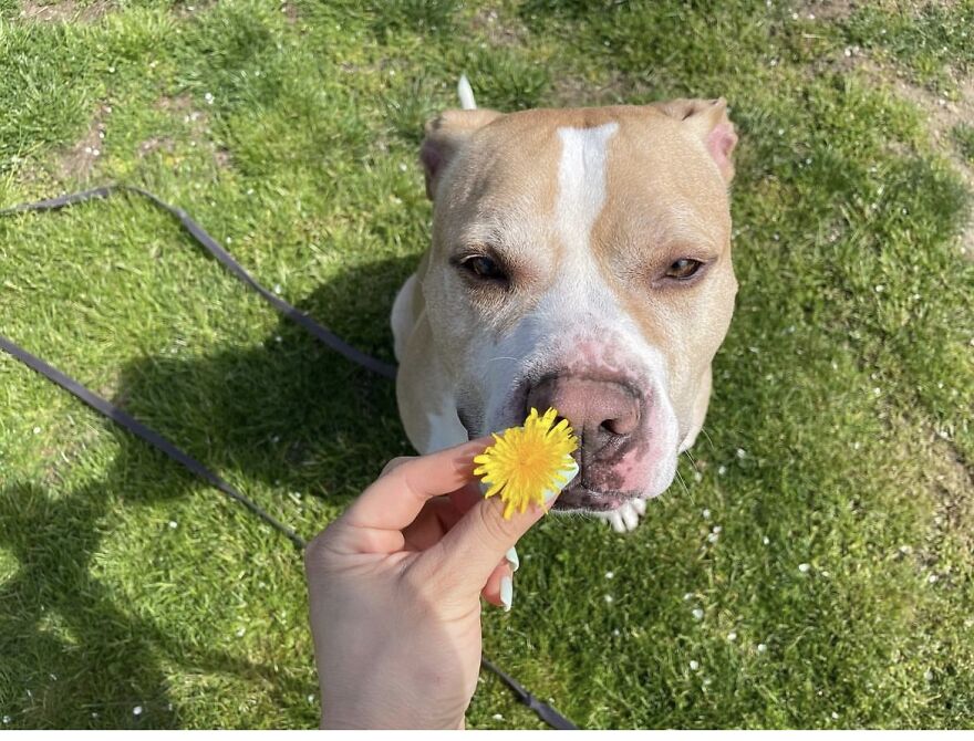 This Dog Has Been Living In A Shelter For Over 5 Years, And I Post This In Hopes Of Finding Pinto's New Home