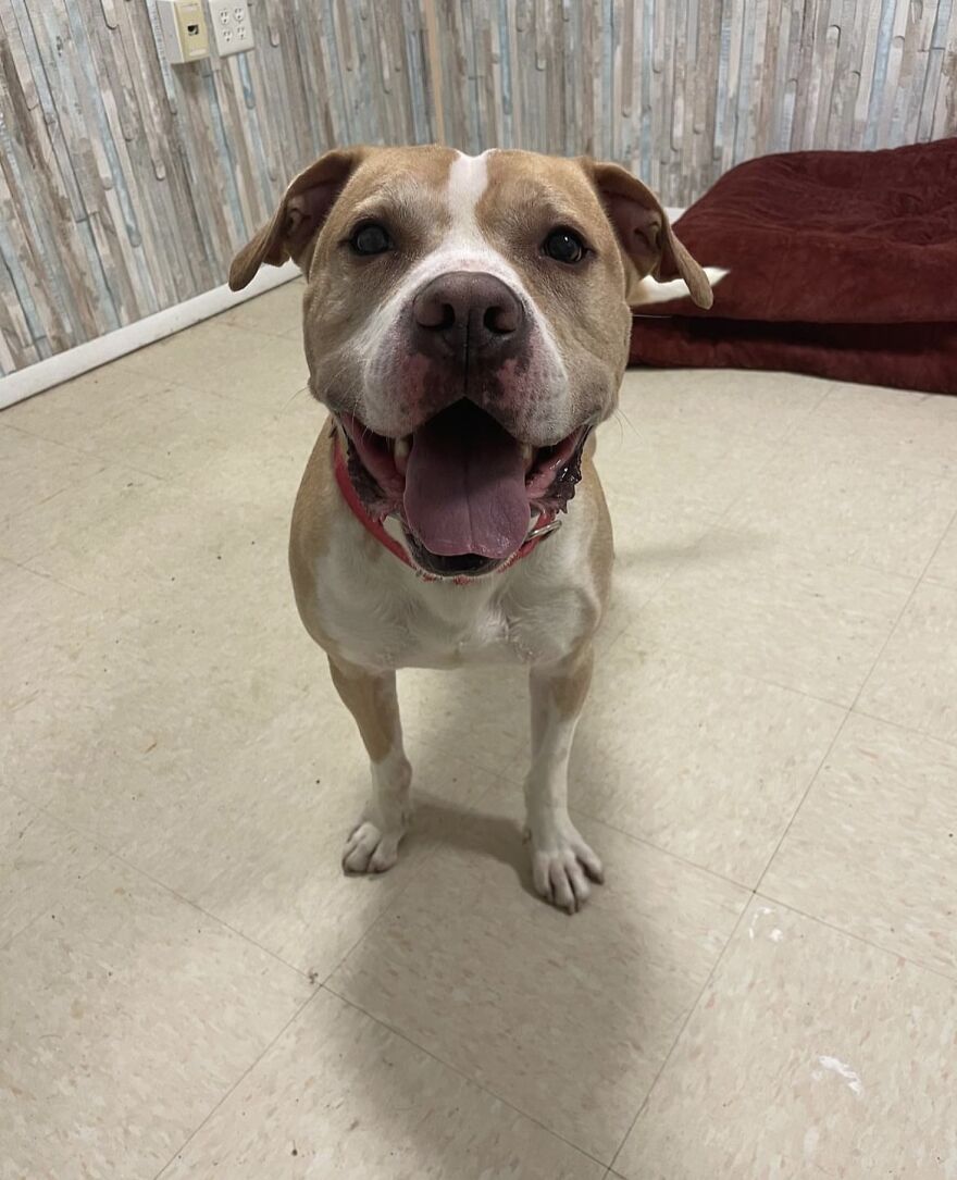 This Dog Has Been Living In A Shelter For Over 5 Years, And I Post This In Hopes Of Finding Pinto's New Home