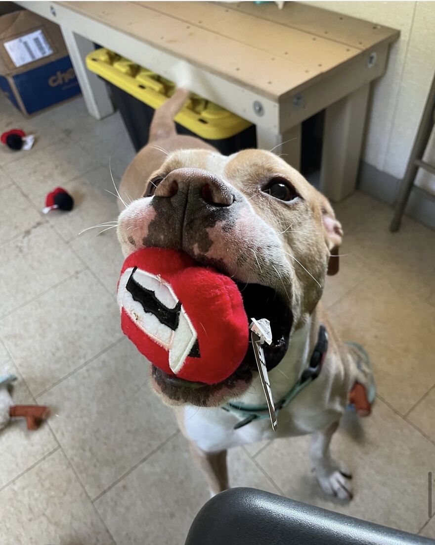 This Dog Has Been Living In A Shelter For Over 5 Years, And I Post This In Hopes Of Finding Pinto's New Home