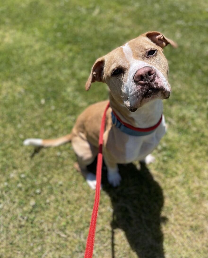 This Dog Has Been Living In A Shelter For Over 5 Years, And I Post This In Hopes Of Finding Pinto's New Home