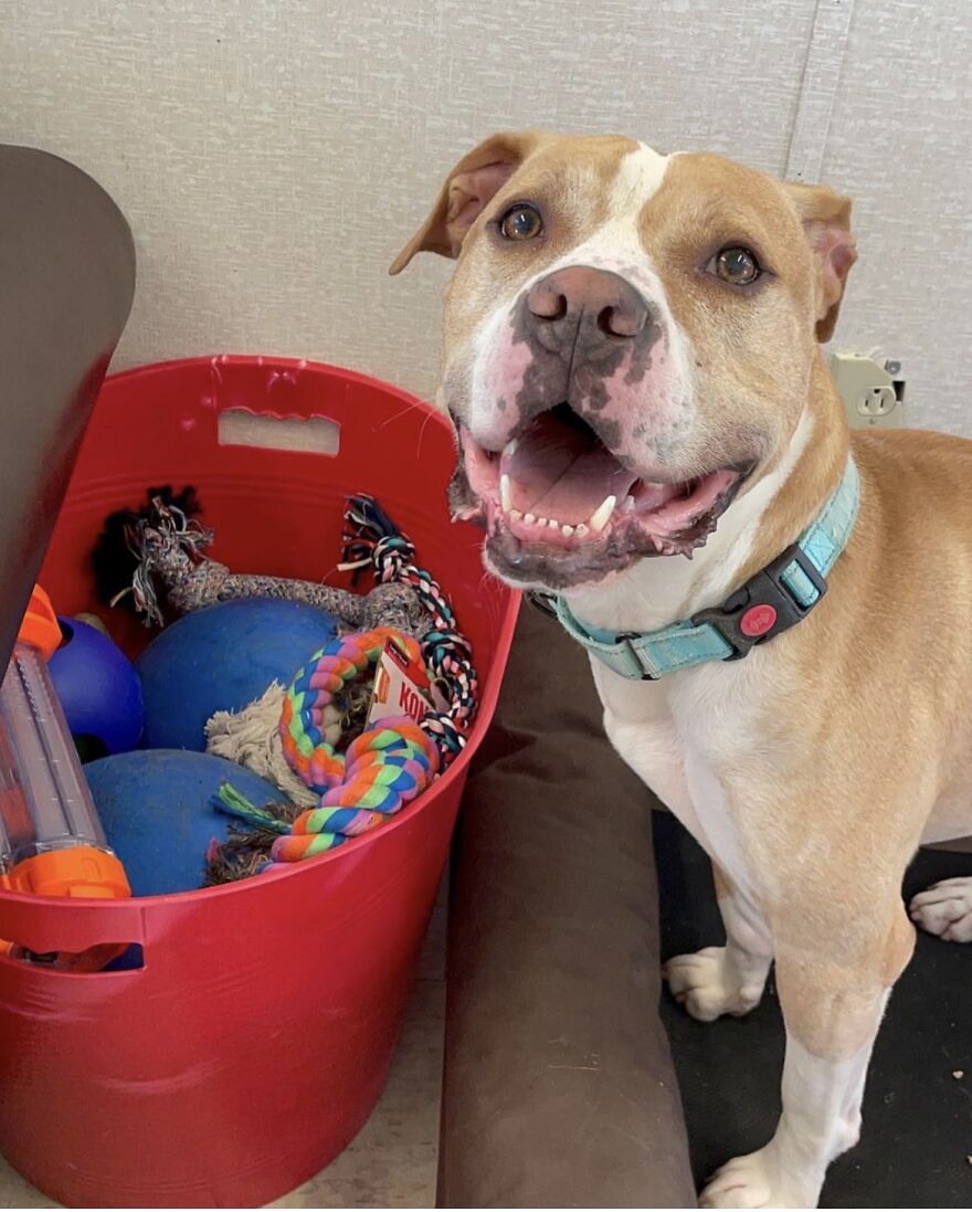 This Dog Has Been Living In A Shelter For Over 5 Years, And I Post This In Hopes Of Finding Pinto's New Home