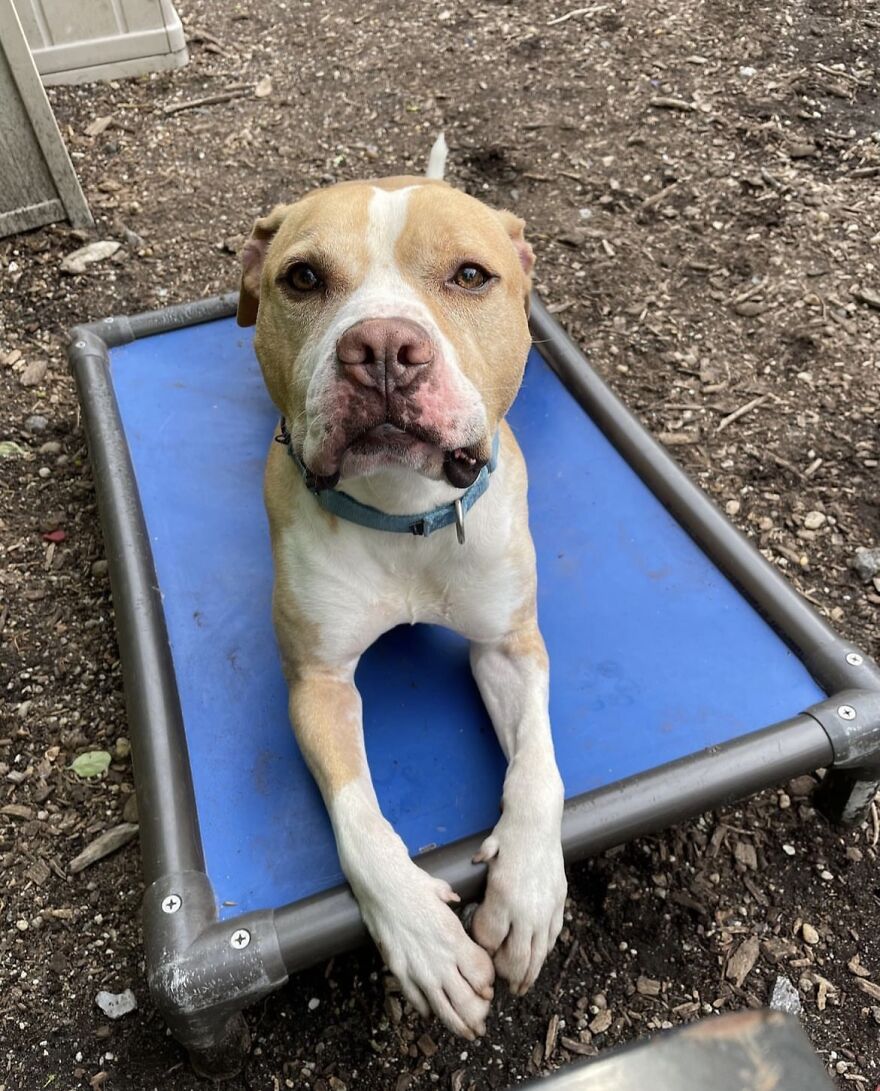 This Dog Has Been Living In A Shelter For Over 5 Years, And I Post This In Hopes Of Finding Pinto's New Home