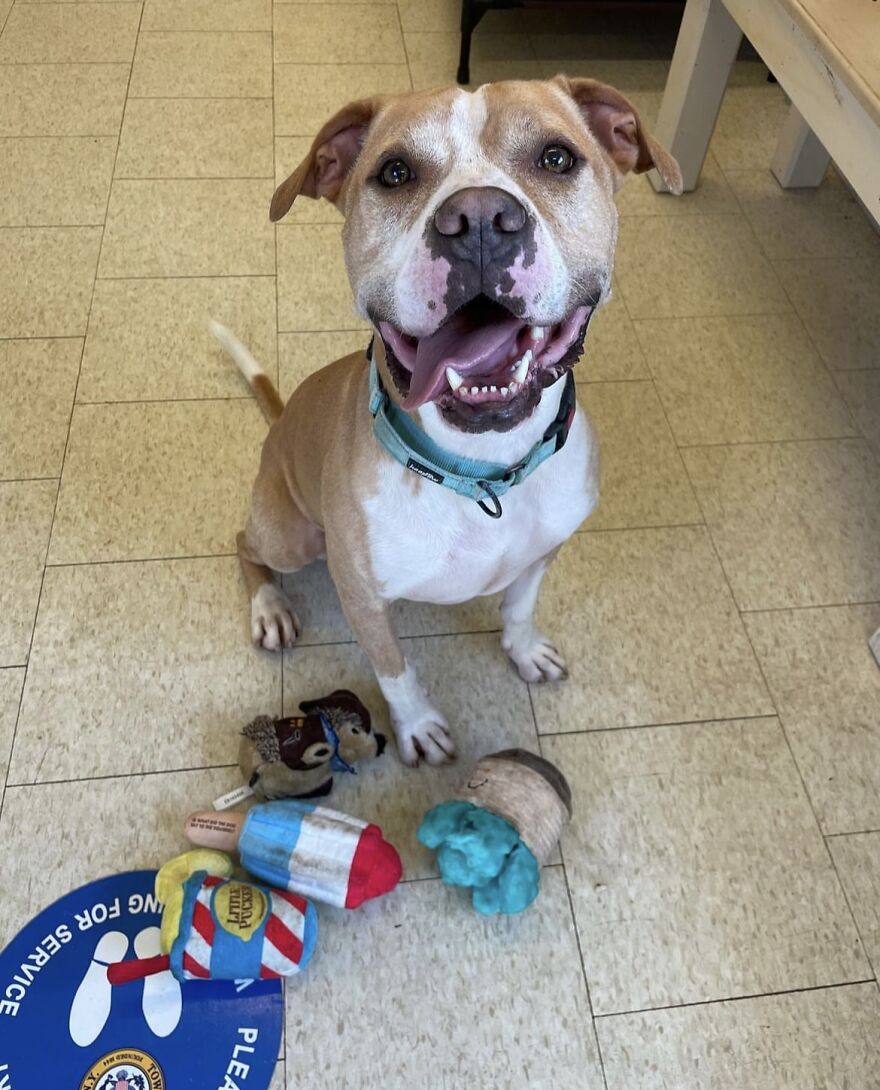 This Dog Has Been Living In A Shelter For Over 5 Years, And I Post This In Hopes Of Finding Pinto's New Home