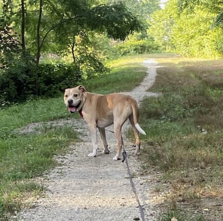 This Dog Has Been Living In A Shelter For Over 5 Years, And I Post This In Hopes Of Finding Pinto's New Home