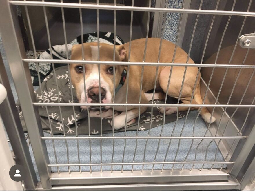 This Dog Has Been Living In A Shelter For Over 5 Years, And I Post This In Hopes Of Finding Pinto's New Home