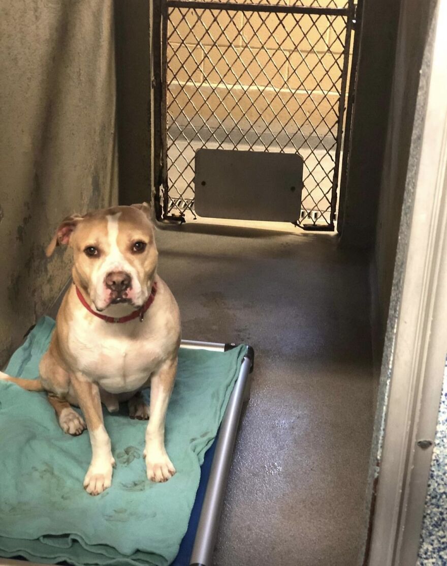 This Dog Has Been Living In A Shelter For Over 5 Years, And I Post This In Hopes Of Finding Pinto's New Home