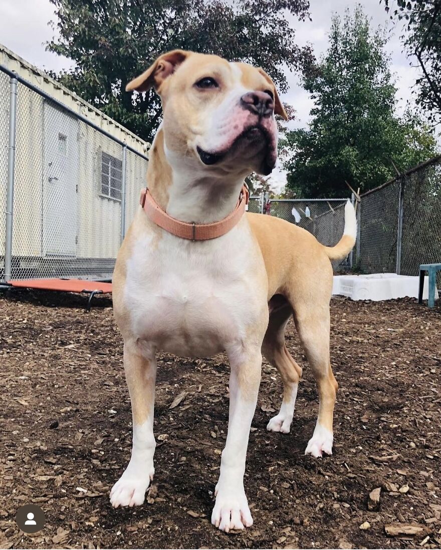 This Dog Has Been Living In A Shelter For Over 5 Years, And I Post This In Hopes Of Finding Pinto's New Home