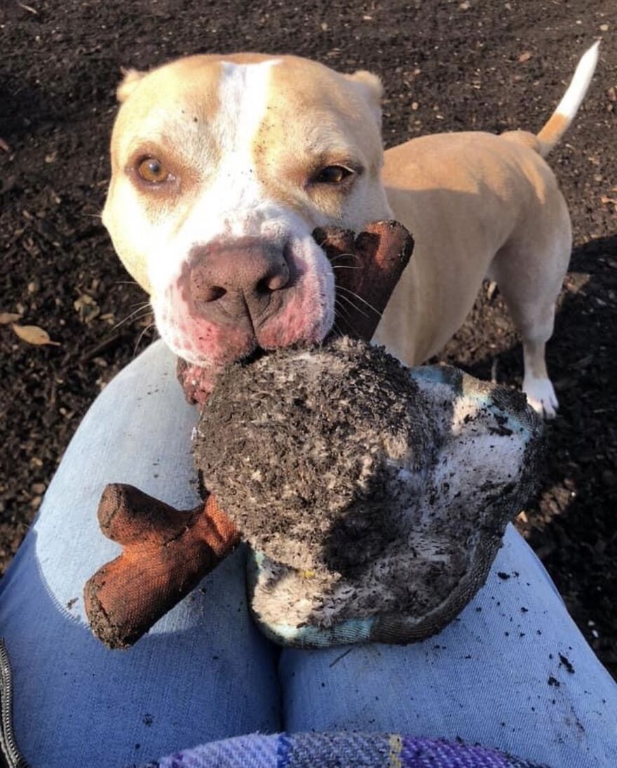 This Dog Has Been Living In A Shelter For Over 5 Years, And I Post This In Hopes Of Finding Pinto's New Home