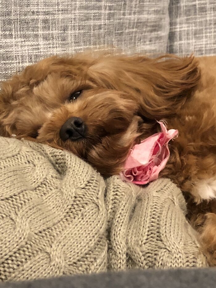 "I Went To The Groomers...exhausting Business That Is"