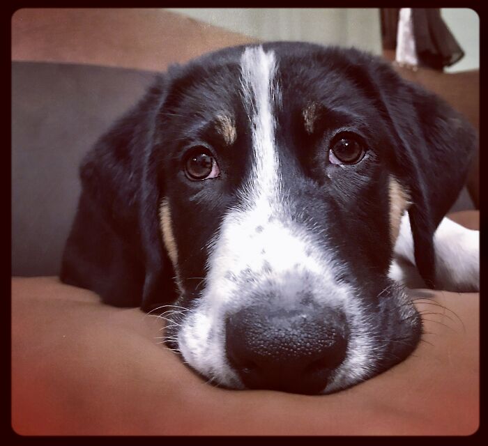 Ozzy The Hellraiser Succumbing To Dreamer