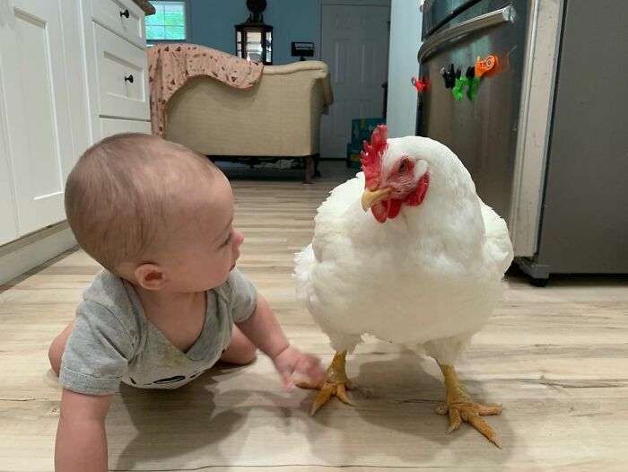 Boo Was Rescued From A Meat Factory 5 Years Ago, And His Life Shines In New Colors Ever Since