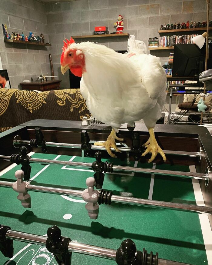 Boo Was Rescued From A Meat Factory 5 Years Ago, And His Life Shines In New Colors Ever Since