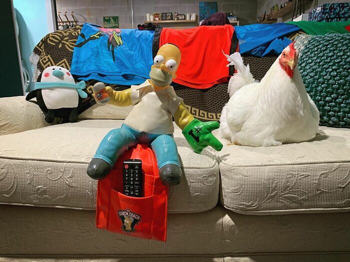 Boo Was Rescued From A Meat Factory 5 Years Ago, And His Life Shines In New Colors Ever Since