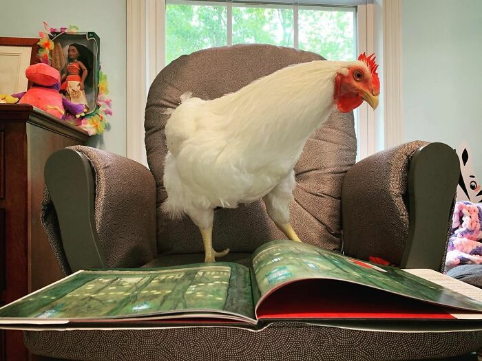 Boo Was Rescued From A Meat Factory 5 Years Ago, And His Life Shines In New Colors Ever Since