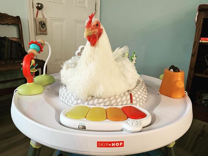 Boo Was Rescued From A Meat Factory 5 Years Ago, And His Life Shines In New Colors Ever Since