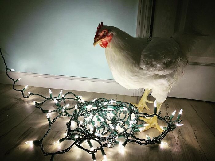 Boo Was Rescued From A Meat Factory 5 Years Ago, And His Life Shines In New Colors Ever Since