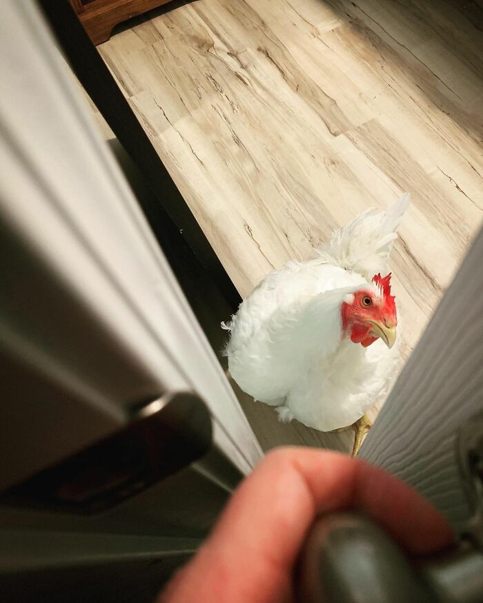 Boo Was Rescued From A Meat Factory 5 Years Ago, And His Life Shines In New Colors Ever Since