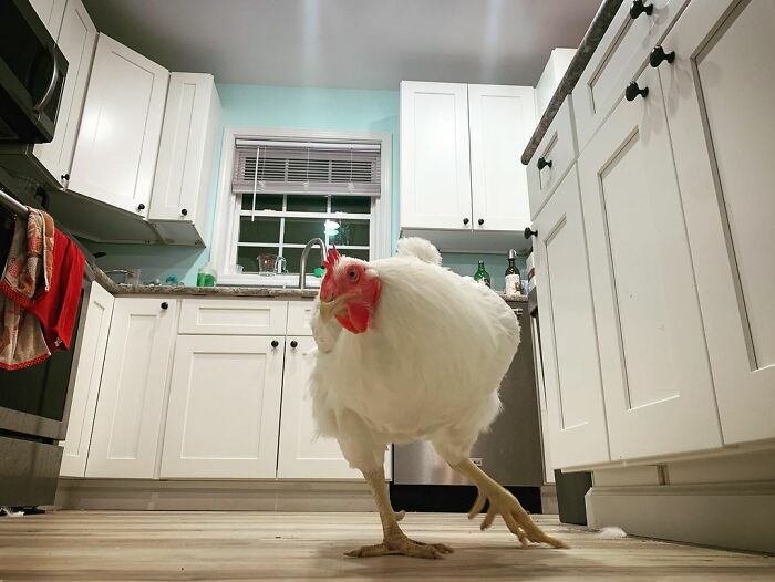 Boo Was Rescued From A Meat Factory 5 Years Ago, And His Life Shines In New Colors Ever Since