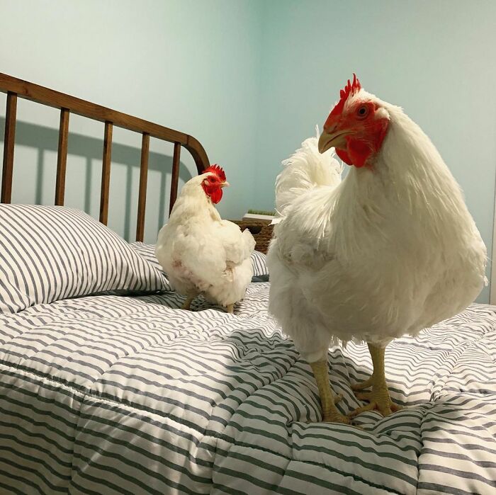 Boo Was Rescued From A Meat Factory 5 Years Ago, And His Life Shines In New Colors Ever Since