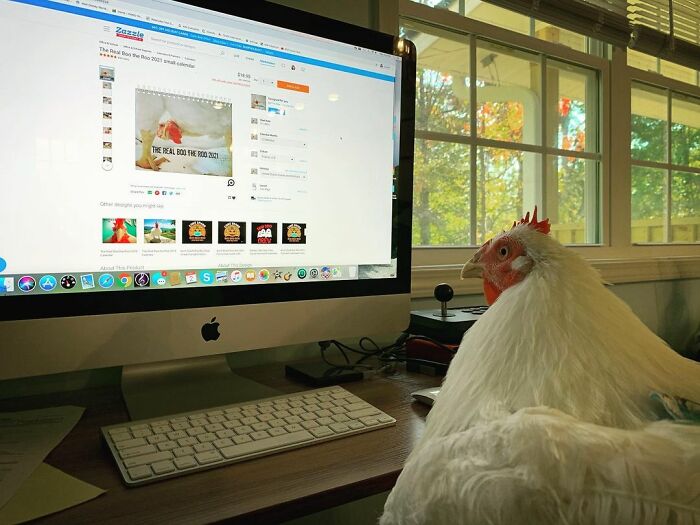 Boo Was Rescued From A Meat Factory 5 Years Ago, And His Life Shines In New Colors Ever Since