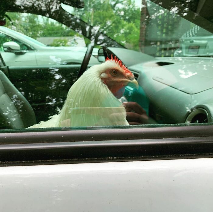 Boo Was Rescued From A Meat Factory 5 Years Ago, And His Life Shines In New Colors Ever Since