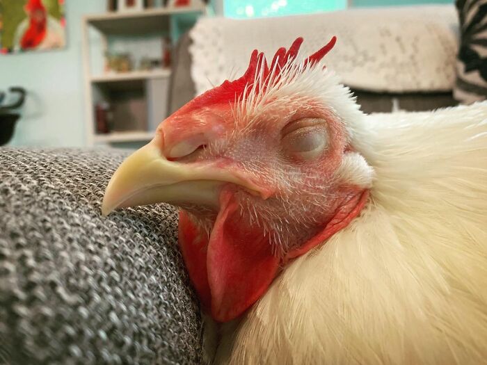 Boo Was Rescued From A Meat Factory 5 Years Ago, And His Life Shines In New Colors Ever Since