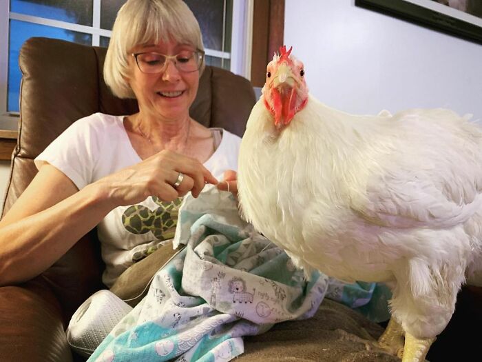 Boo Was Rescued From A Meat Factory 5 Years Ago, And His Life Shines In New Colors Ever Since