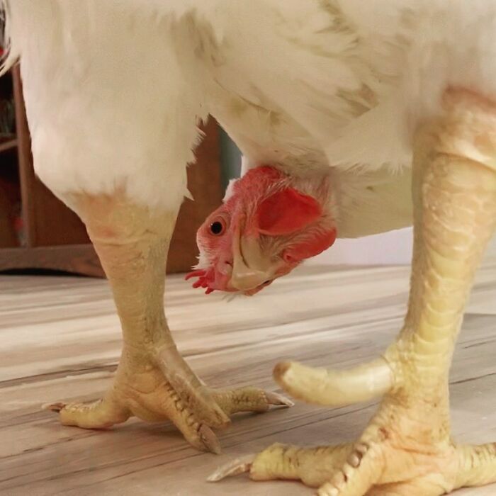 Boo Was Rescued From A Meat Factory 5 Years Ago, And His Life Shines In New Colors Ever Since