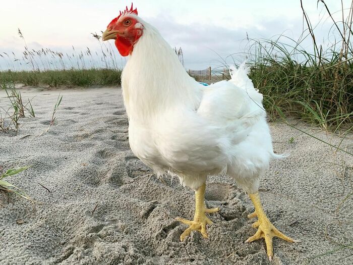 Boo Was Rescued From A Meat Factory 5 Years Ago, And His Life Shines In New Colors Ever Since