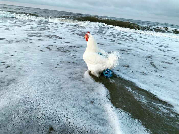 Boo Was Rescued From A Meat Factory 5 Years Ago, And His Life Shines In New Colors Ever Since